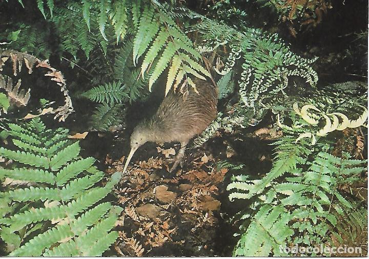 Postales: KIWI - Otorohanga