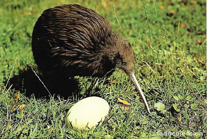 Postales: KIWI WITH EGG - NEW ZEALAND