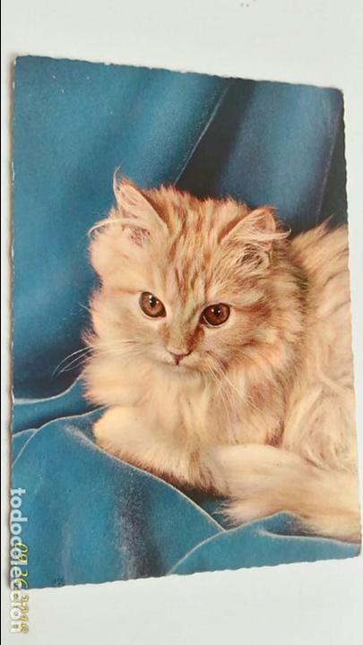 Postales: POSTAL DE GATO. HECHA EN HOLANDA. ESCRITA. - Foto 1