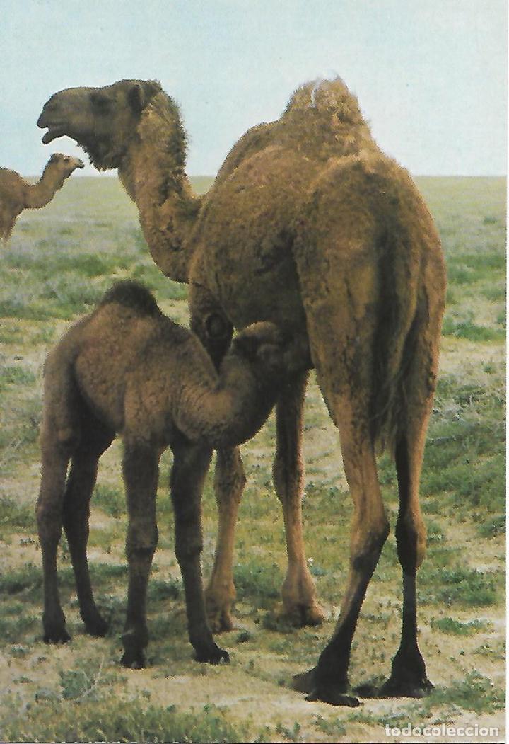 Postales: CAMELLO Y SU CRIA EN IRAQ