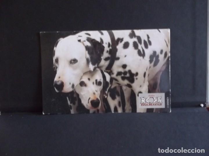Postales: POSTAL 101 DALMATAS-PERRITOS - Foto 1