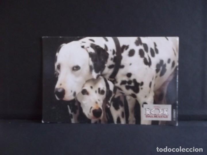 Postales: POSTAL 101 DALMATAS-PERRITOS - Foto 3
