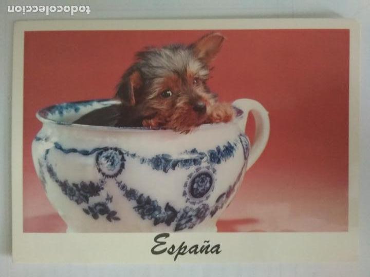 Postales: POSTAL PERRITO DENTRO DE PORCELANA