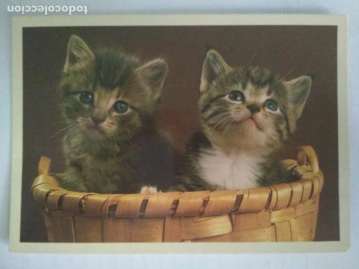 Postales: POSTAL DOS GATITOS EN CESTA