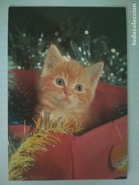 Postales: POSTAL GATITO EN CAJA