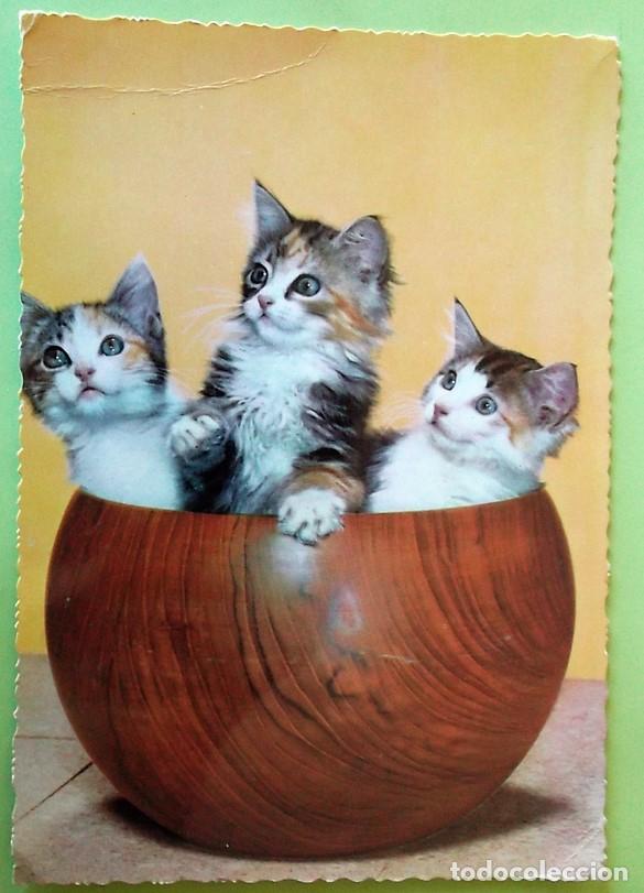 Cartes Postales: CyZ. Gatos dentro de un cuenco. Usada. Color. Ver foto