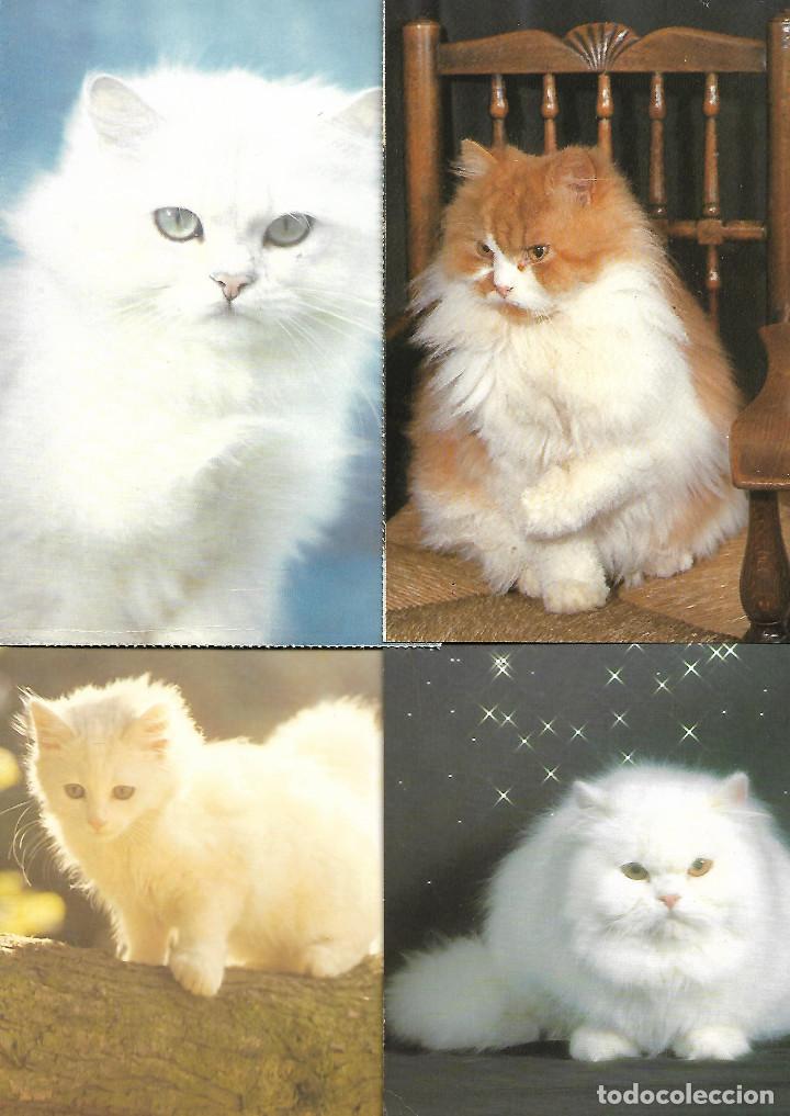 Cartes Postales: PRECIOSA COLECCION DE 14 POSTALES ANTIGUAS NUEVAS DE GATOS VER FOTOS