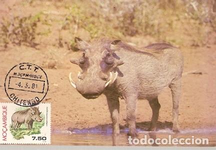 Cartes Postales: Mozambique & Fauna, Javal-Africano, Phacochoerus, Precio 1981 (7771)