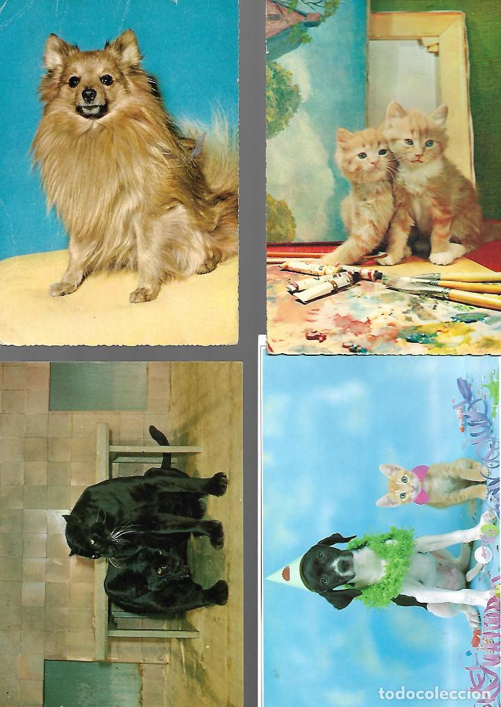 Cartes Postales: POSTALES ANTIGUAS DE ANIMALES TRES SIN CIRCULAR TRES CIRCULADAS