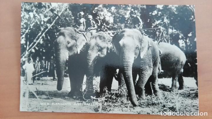 Postcards: POSTAL BRILLO ELEFANTES N&ordm; 31 ASIATICOS RECIEN CAPTURADOS ELEPHANTS JUST CAPTURED CEYLAN ASIA PERFEC