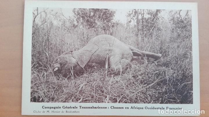 Cartes Postales: POSTAL ELEFANTES AFRICA OCCIDENTAL ELEFANTE ABATIDO CLICH&Eacute; M. HETTIER PERFECTA CONSERVAC SIN REVERSO