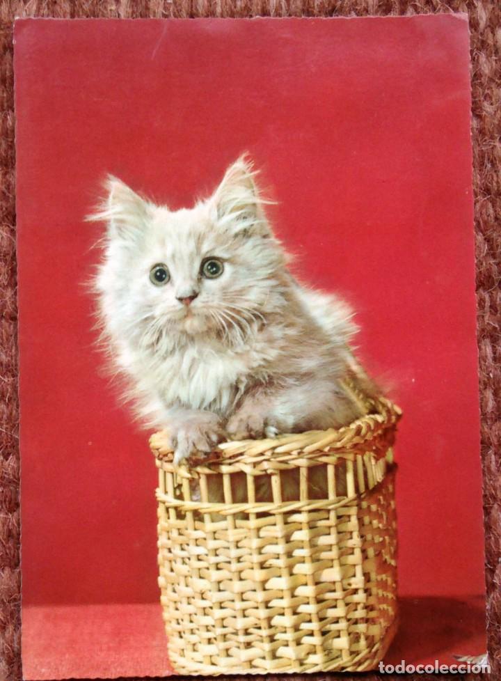 Cartes Postales: GATO EN CESTO