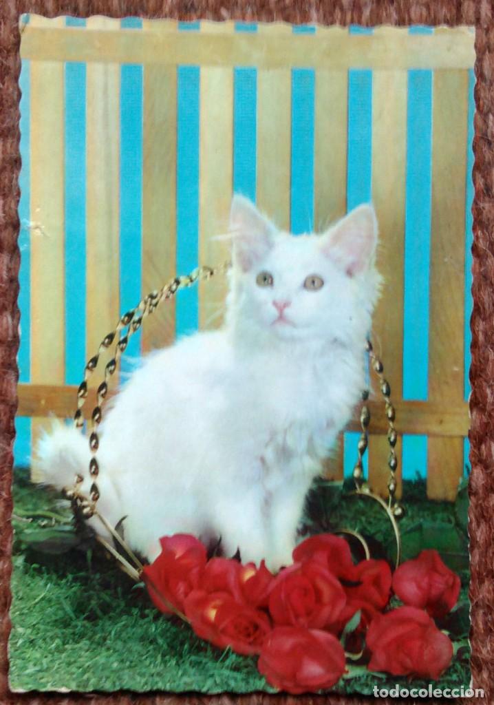 Cartes Postales: GATO