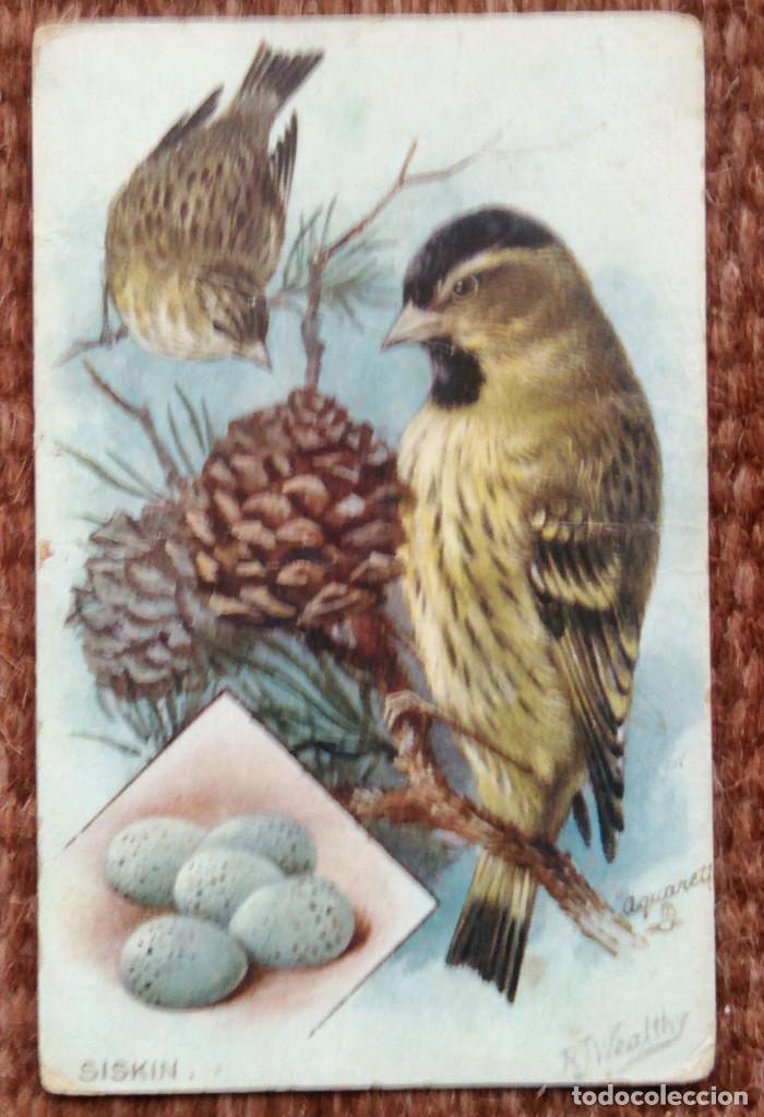 Cartes Postales: PAJAROS