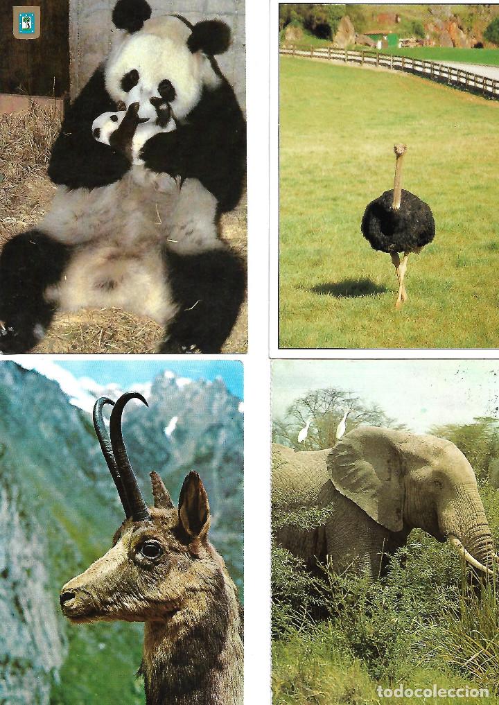 Cartes Postales: COLECCION DE 27 POSTALES ANTIGUAS  DE ANIMALES 14 NUEVAS 13 CIRCULADAS VER