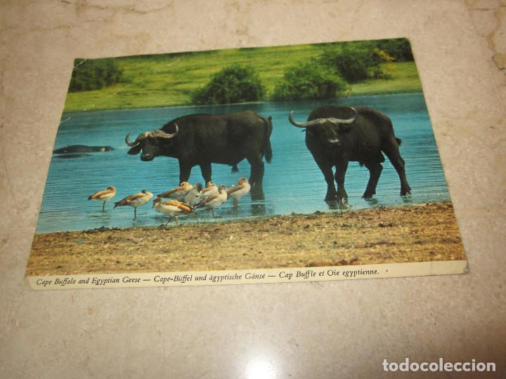 Cartes Postales: POSTAL BUFALOS Y GANSOS EGIPCIOS
