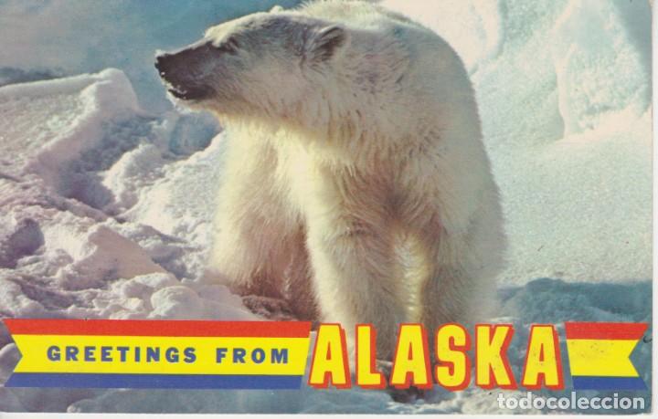 Cartes Postales: OSO POLAR DE ALASKA