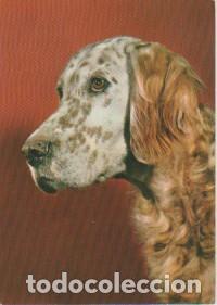 Cartes Postales: PERRO