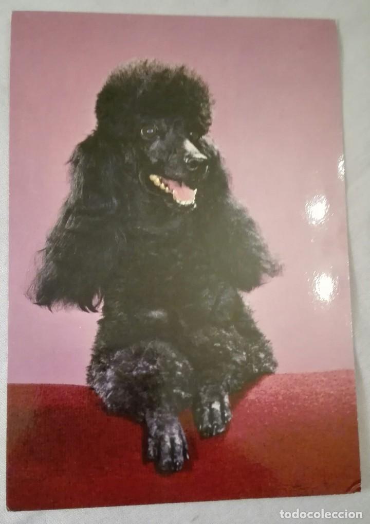 Postcards: -73130 POSTAL PERRO, ANIMALES, C Y Z, SERIE 6640, PRECIOSA FOTOGRAFIA