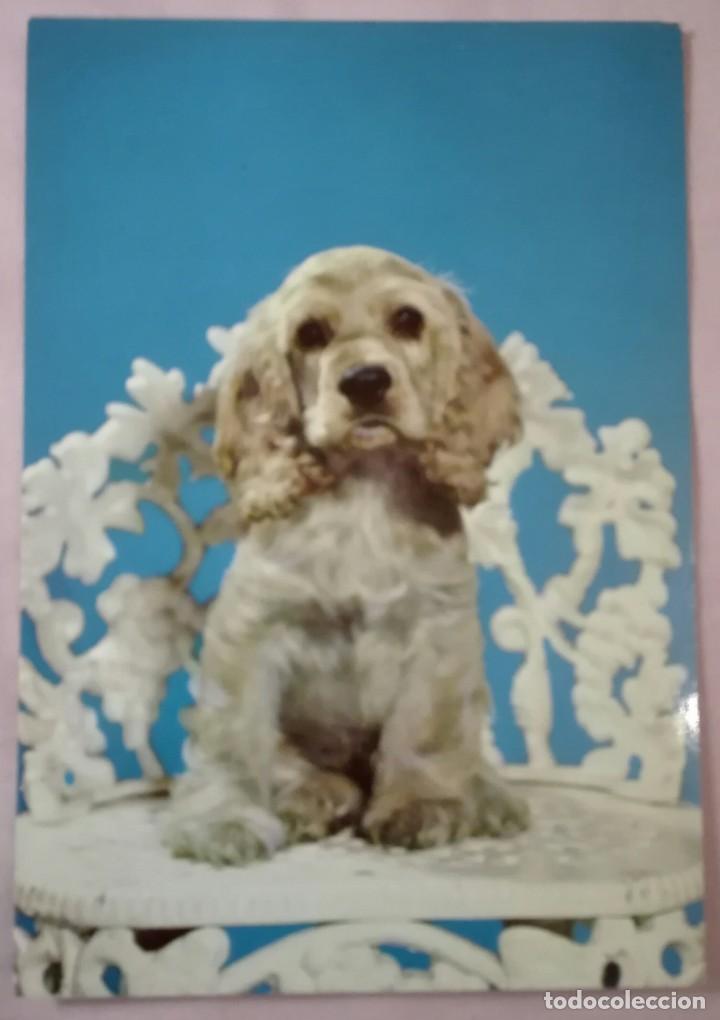 Postcards: -73131 POSTAL PERRO, ANIMALES, C Y Z, SERIE 6640, PRECIOSA FOTOGRAFIA