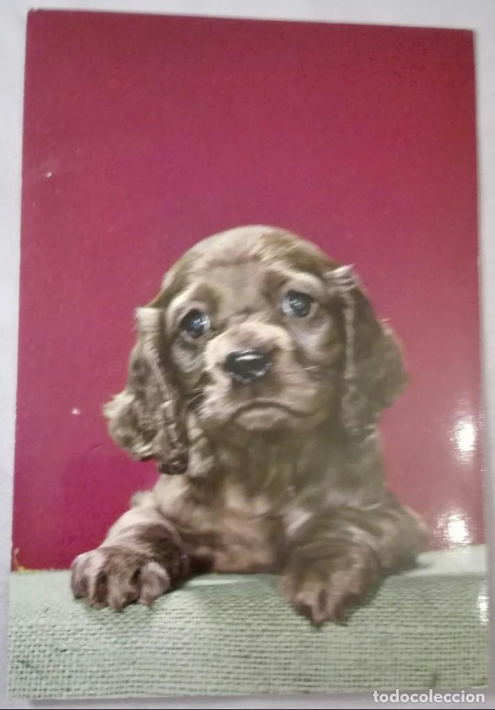 Postcards: -73132 POSTAL PERRO, ANIMALES, C Y Z, SERIE 6640, PRECIOSA FOTOGRAFIA