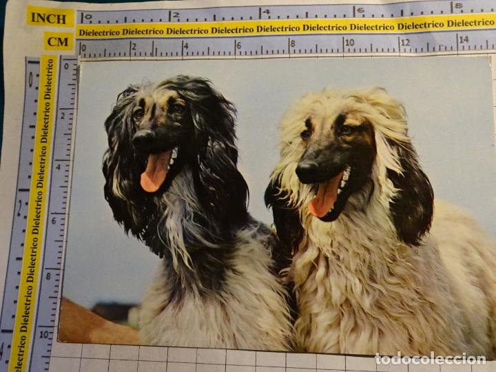 Postales: POSTAL DE ANIMALES. PERROS. 802 - Foto 1