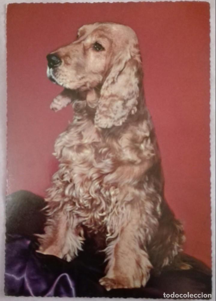 Postcards: -73311 POSTAL PERRO SETTER, EDICIONES KRUGER, ANIMALES, COLOR