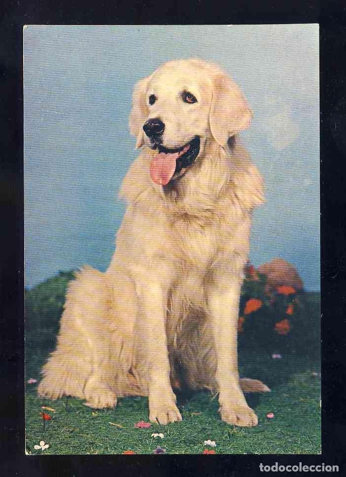 Postales: Postal de animales: Perro (Rotalcolor R 511)