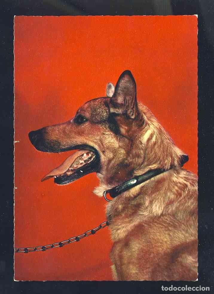 Postales: Postal de animales: Perro (Ed.Mexicrome CC 2) - Foto 1