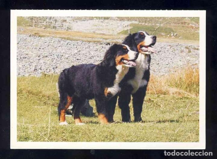 Postales: Postal de animales: Perro (Ed. Fotokarte SVTU)