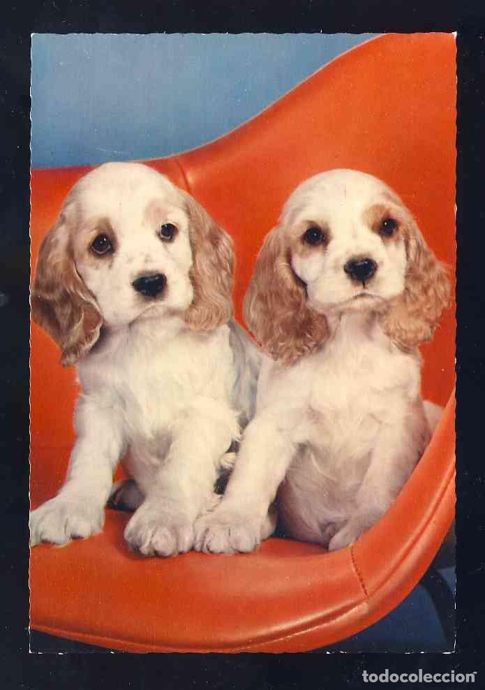 Postales: Postal de animales: Perros (Mexichrome CC 4)