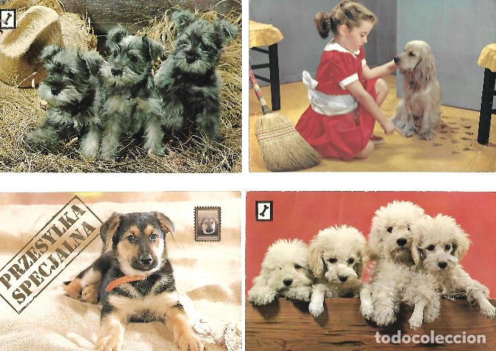 Cartes Postales: COLECCION DE 10 POSTALES ANTIGUAS DE PERRITOS 6 NUEVAS 4 CIRCULADAS