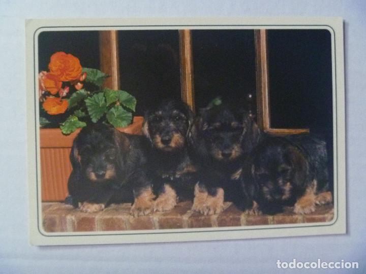 Cartes Postales: POSTAL DE PERROS . FRANCIA