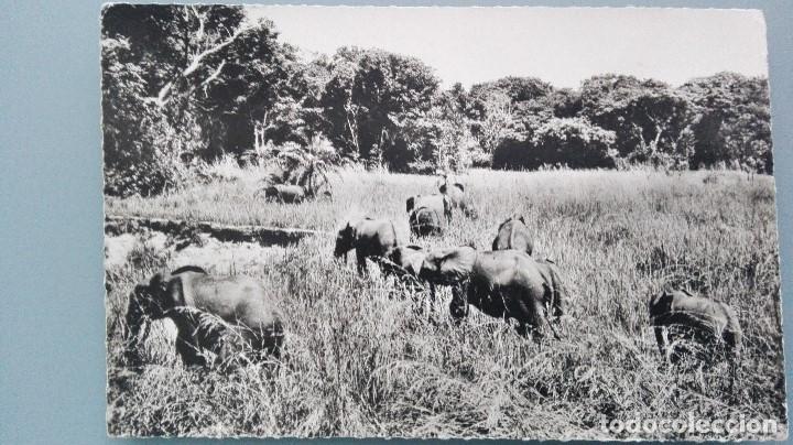 Postkarten: POSTAL BRILLO ELEFANTES ELEFANTE AFRICANO SABANA AFRICA TROUPEAU DE ELEPHANTS PERFECTA CONSERVACION