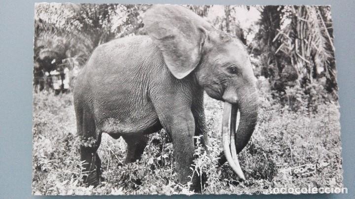 Cartes Postales: POSTAL BRILLO ELEFANTES ELEPHANTS SELVA FAUNA AFRICANA AFRICA PERFECTA CONSERVACI