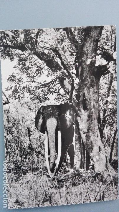 Postkarten: POSTAL BRILLO ELEFANTES ELEPHANTS ELEFANTE AFRICANO CON COLMILLOS AFRICA PERFECTA CONSERVACION