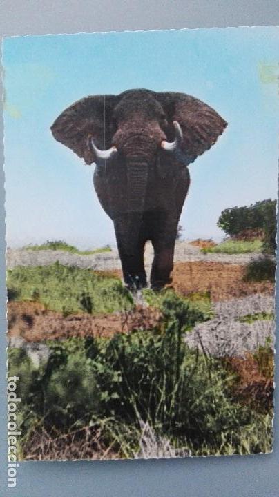 Postkarten: POSTAL COLOR BRILLO ELEFANTES ELEPHANTS ELEFANTE AFRICANO SABANA AFRICA PERFECTA CONSERVACI