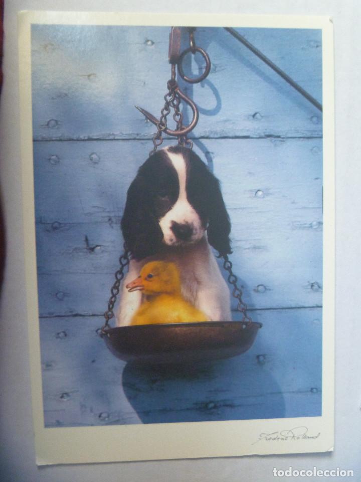 Postkarten: POSTAL DE PERRO. FRANCIA