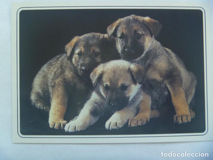 Postkarten: POSTAL DE PERROS . FRANCIA
