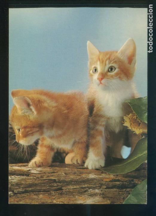 Postkarten: Gato. *Young domestic cats* Fabricaci&oacute;n alemana. Nueva.