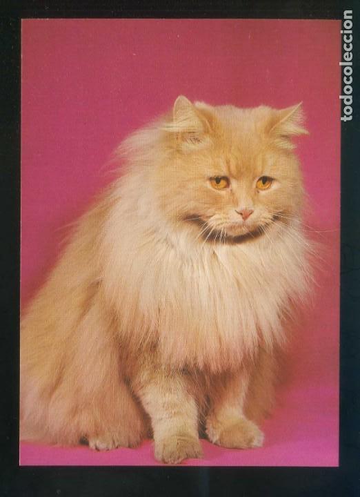 Postcards: Gato. *Angora* Sin datos editor n&ordm; 3/79. Dorso *Photo Prenzel* Fabricaci&oacute;n alemana. Nueva.