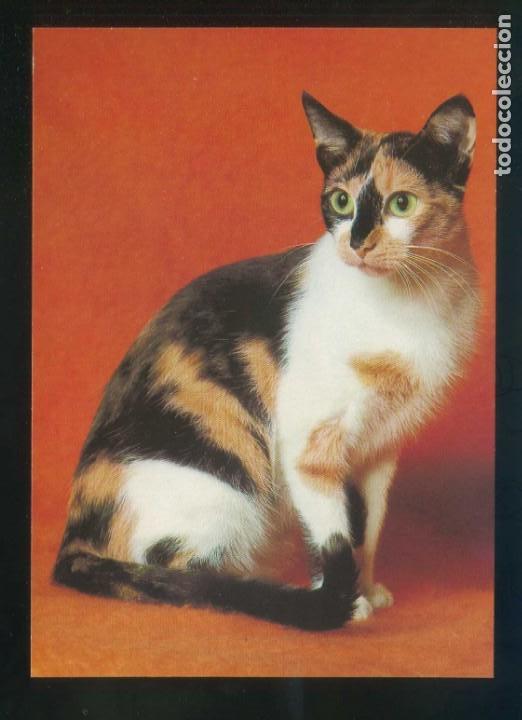 Postcards: Gato. *European, Lavender...* Fabricaci&oacute;n alemana. Nueva.