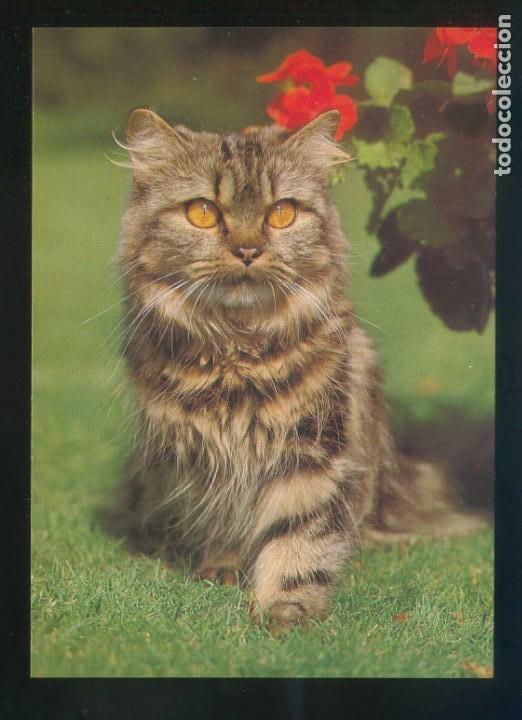 Postcards: Gato. *Persian cat* Fabricaci&oacute;n alemana. Nueva.