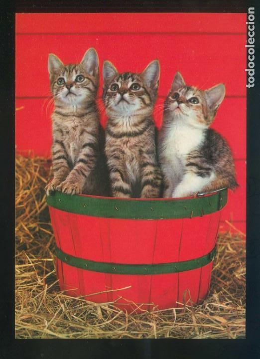 Postkarten: Gato. *Young domestic cats* Fabricaci&oacute;n alemana. Nueva.