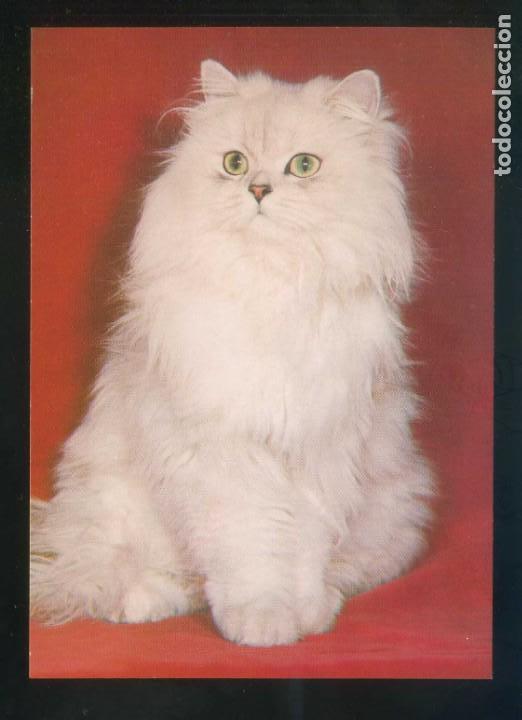 Postcards: Gato. *Chinchilla* Fabricaci&oacute;n alemana. Nueva.