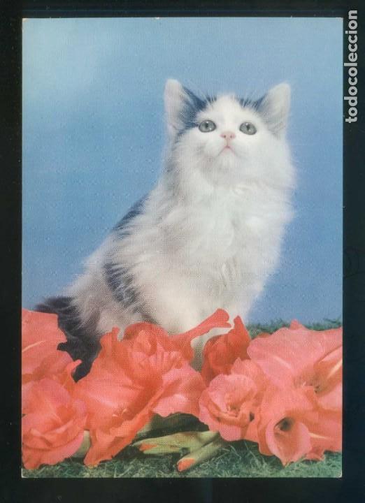 Postkarten: Gato. Fabricaci&oacute;n italiana. Circulada 1965.