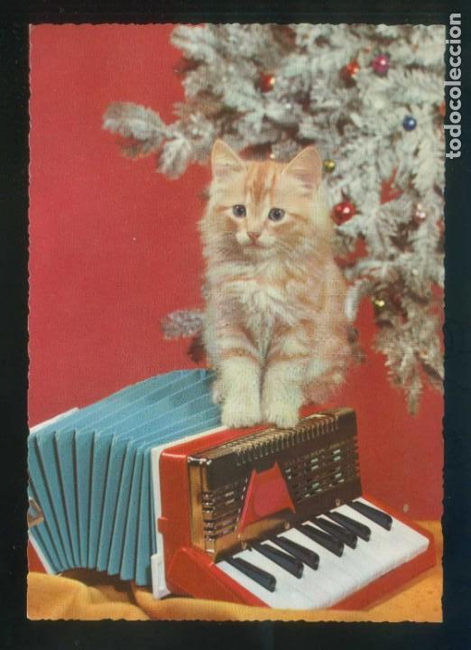 Postkarten: Gato. Sin datos editor n&ordm; 713/5. Fabricaci&oacute;n italiana. Nueva.