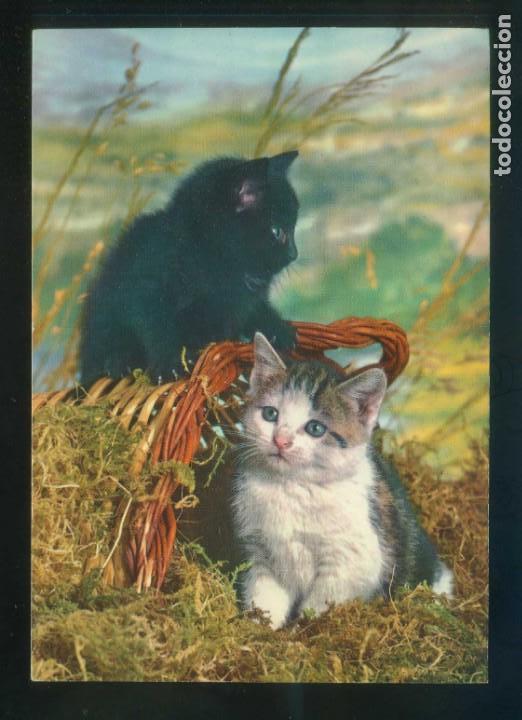 Postkarten: Gato. Ed. ICEA. Fabricaci&oacute;n italiana. Circulada 1965.