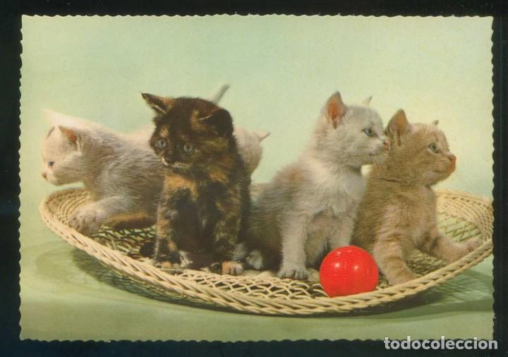 Postkarten: Gato. Ed. Saemec n&ordm; 569. Fabricaci&oacute;n italiana. Nueva.