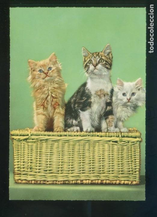 Postkarten: Gato. Ed. D3 n&ordm; 1928-2. Fabricaci&oacute;n italiana. Nueva.